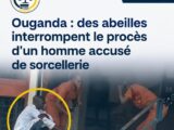 OUGANDA : Des abeilles interrompent le procès d'un homme accusé de sorcellerie 696809710 122160235052819040 6229196257352520792 n
