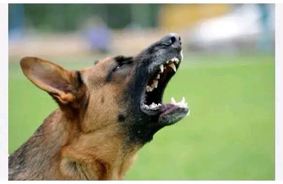 France : Un maire interdit aux chiens d’aboyer avec un arrêté anti nuisances sonores whatsapp image 2026 08 14 at 17.42.38