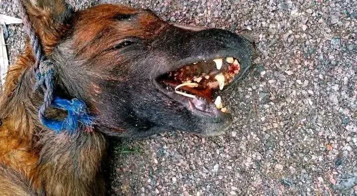Cameroun : Une femme de ménage dévorée par les cinq chiens de son employeur whatsapp image 2026 09 14 at 07.54.55